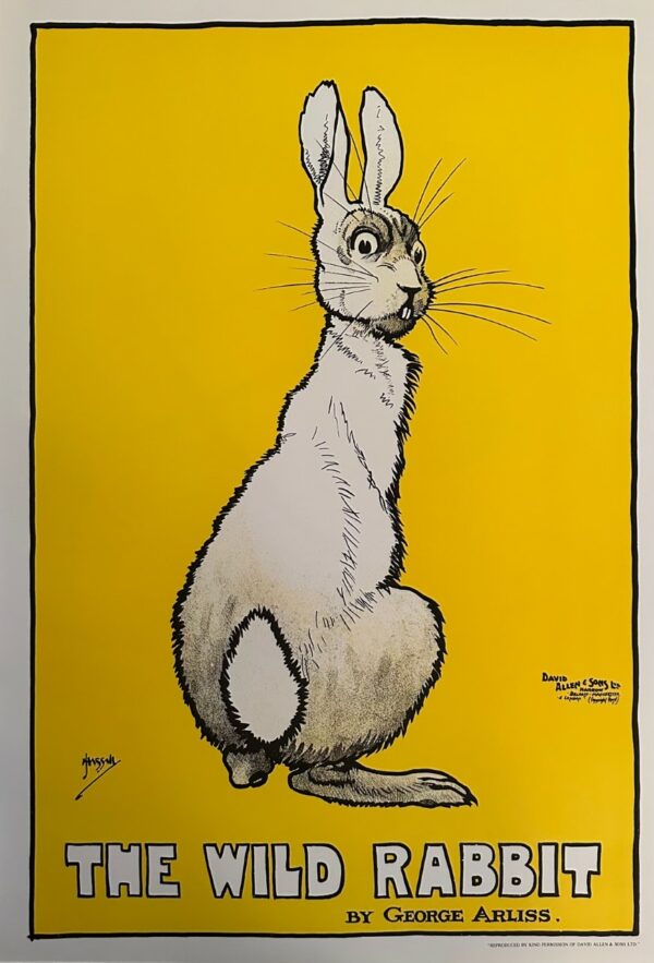 The Wilde Rabbit - Xxe Ecole Moderne
