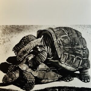 Tortues - Pierre-Yves Tremois