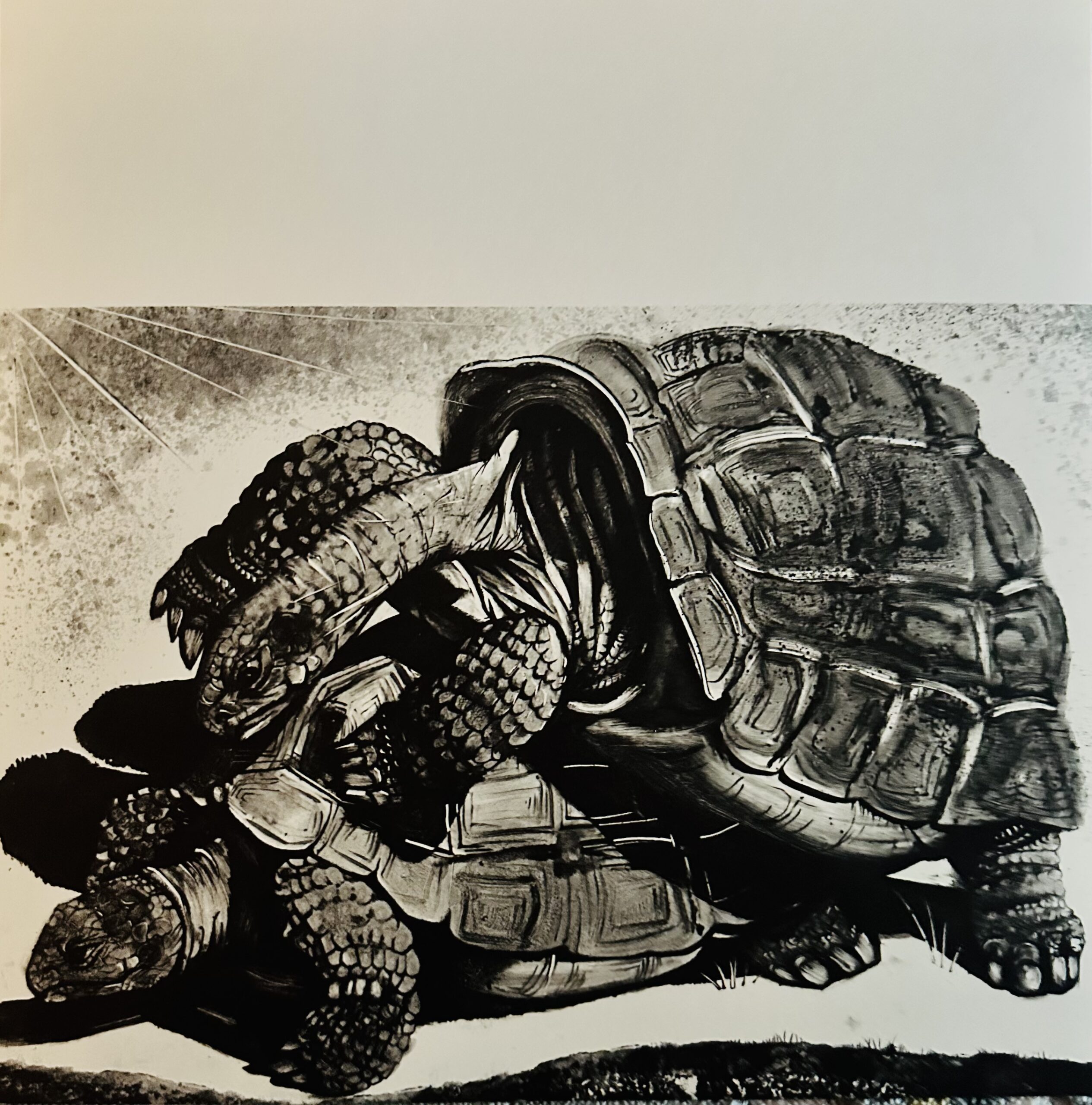 Tortues - Pierre-Yves Tremois – Image 1
