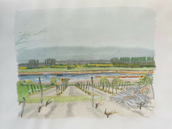 Vignes de France - Brianchon Maurice