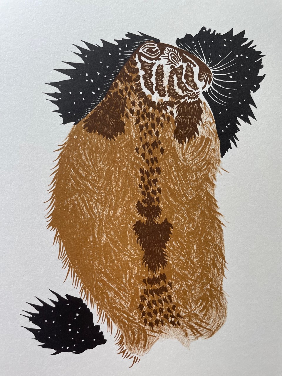 Marmotte D